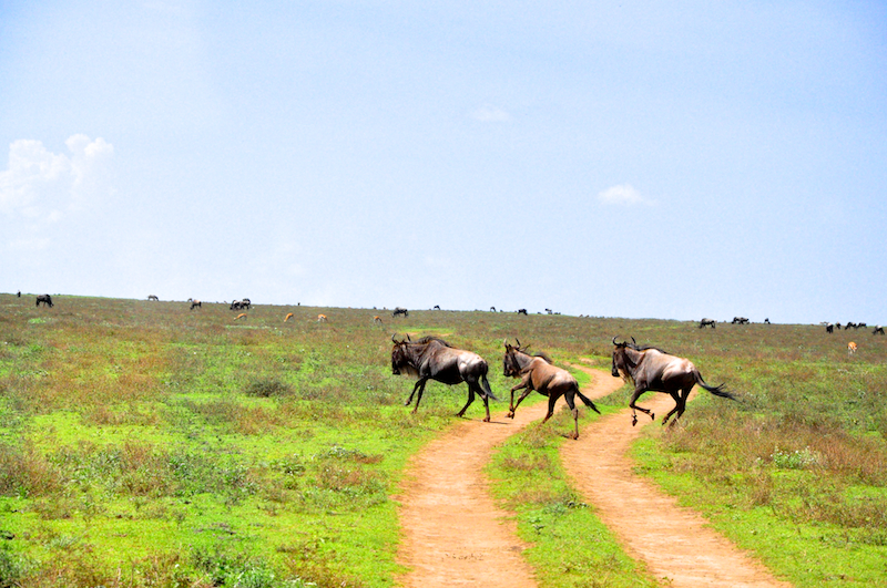 Ngorongoro Crater - Serengeti National Park